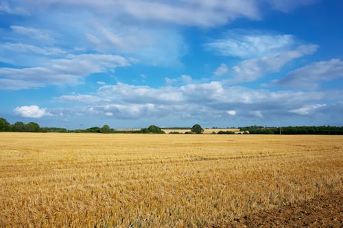 Scenic View of an Agricultural Field