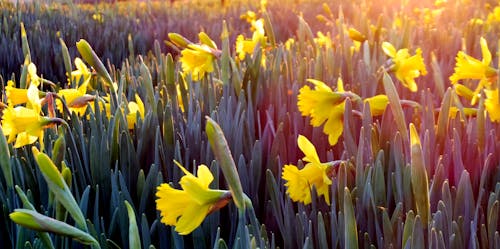 免费 黄色花朵覆盖的田野的风景摄影 素材图片