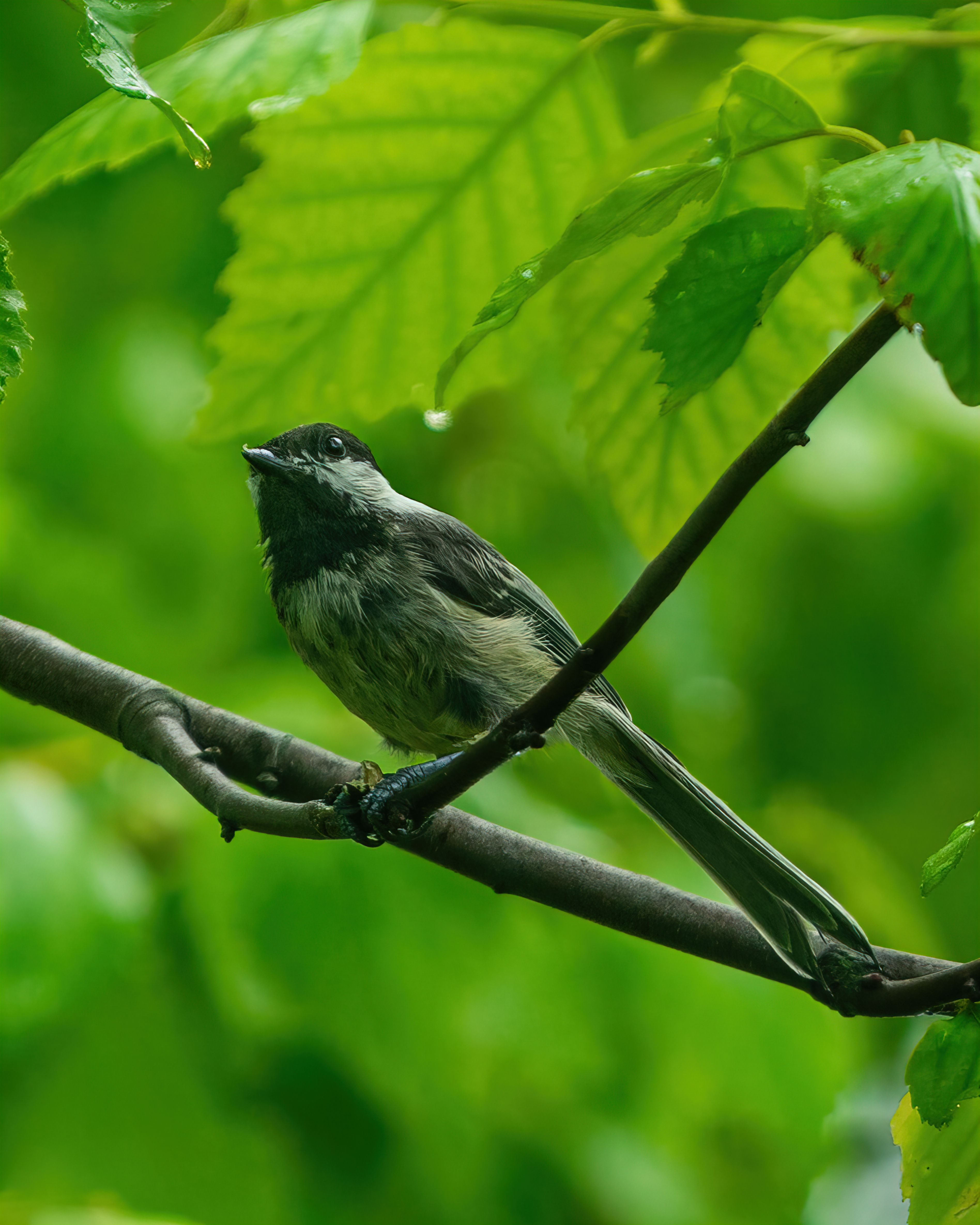 Chickadee Photos, Download The BEST Free Chickadee Stock Photos & HD Images