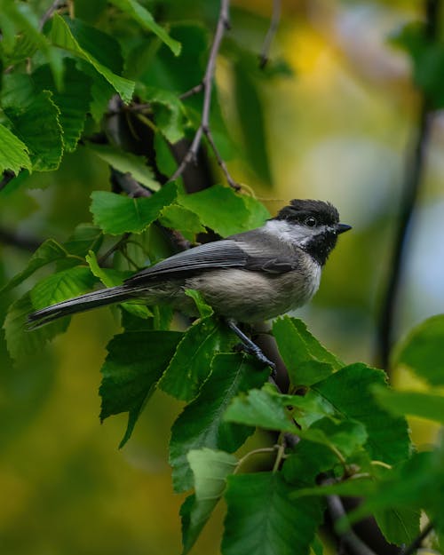 Bird on Tree Branch