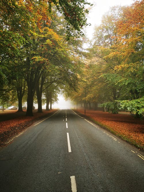 Gray Asphalt Road Between Green Trees