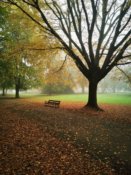 Darmowe zdjęcie z galerii z drzewa, ławka, mgła