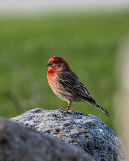 A House Finch Bird on Gray Rock
