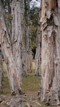 Peaceful forest view showcasing aged bark and serene natural setting.