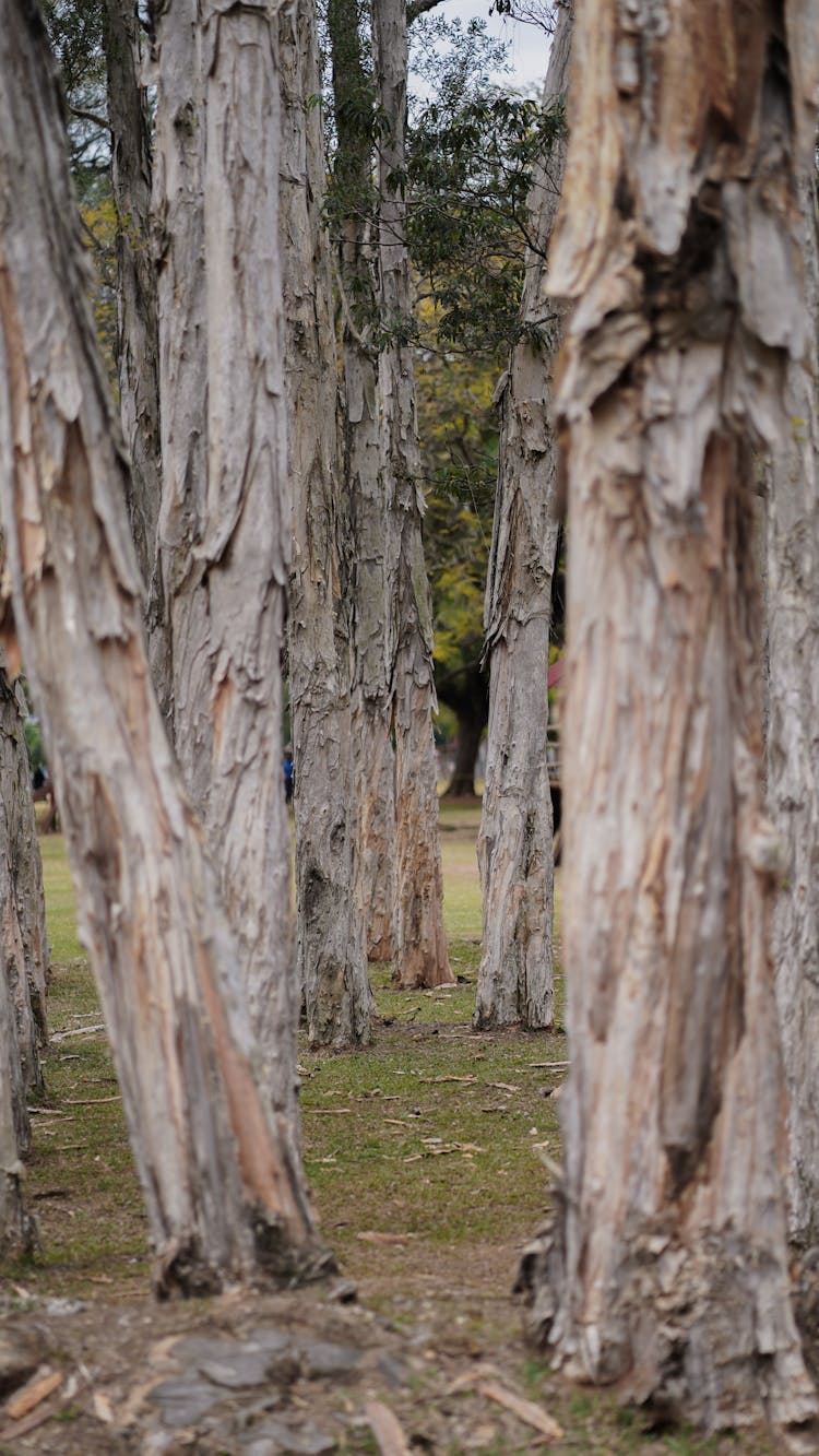 Trees Trunks In Park