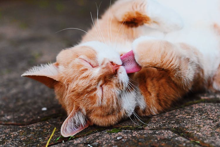 Orange Cat Holding Tongue 