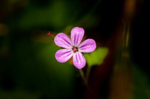 Purple Petaled Flower in Bloom