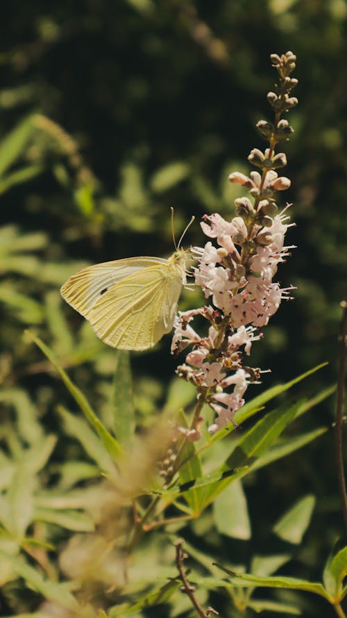 Butterfly Perched on White Flower