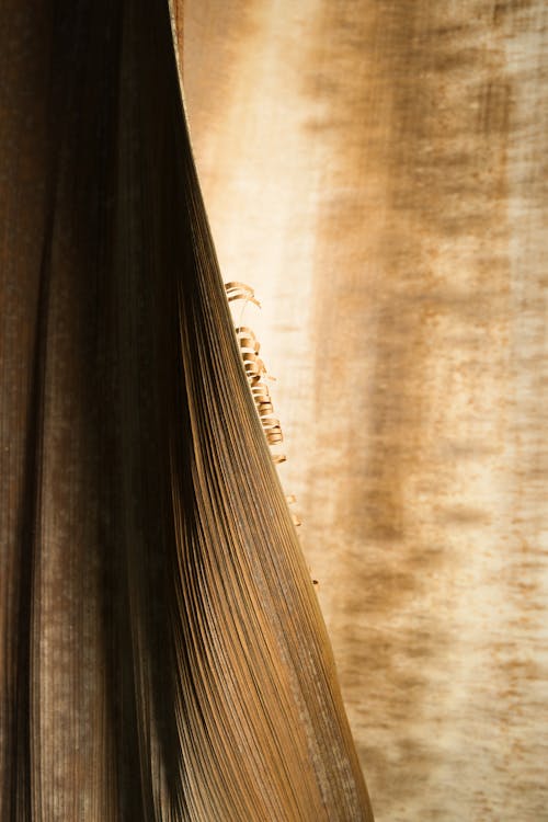 Free Dried Plywood in Close Up Shot Stock Photo