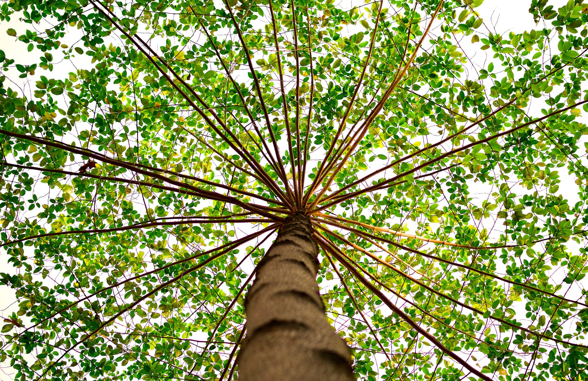 A mesmerizing view from beneath a tall tree with a lush green canopy. A mesmerizing view from beneath a tall tree with a lush green canopy.