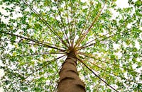 从一棵高大的树下俯瞰，可见郁郁葱葱的树冠和迷人的景色