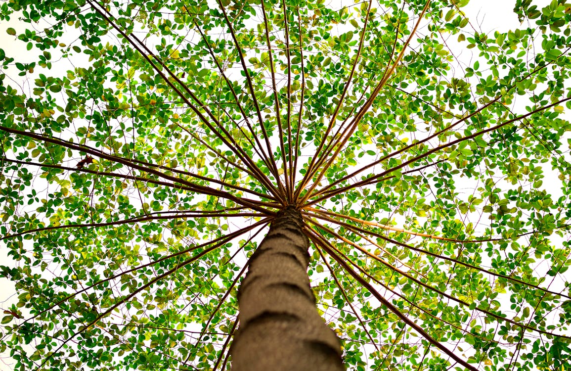무료 낮 동안 녹색 잎이 달린 나무의 밑면 스톡 사진