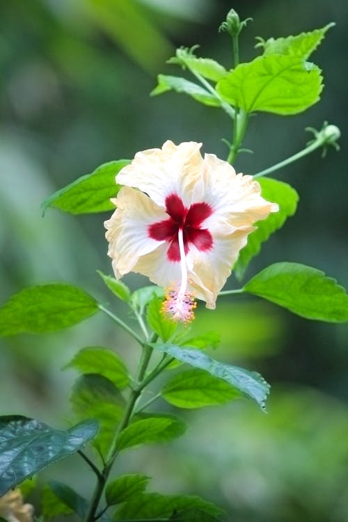 Close-up of Hibiscus Flower