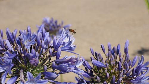 Fotos de stock gratuitas de abeja, agapantos, flor