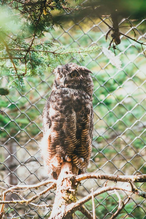 Ücretsiz ağaç dalı, bulanıklık, büyük boynuzlu baykuş içeren Ücretsiz stok fotoğraf Stok Fotoğraflar