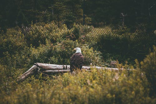 Bald Eagle on Tree Log on Grass Field 