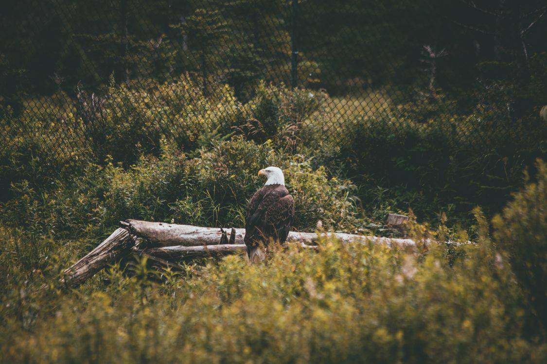 Bald Eagle on Tree Log on Grass Field · Free Stock Photo
