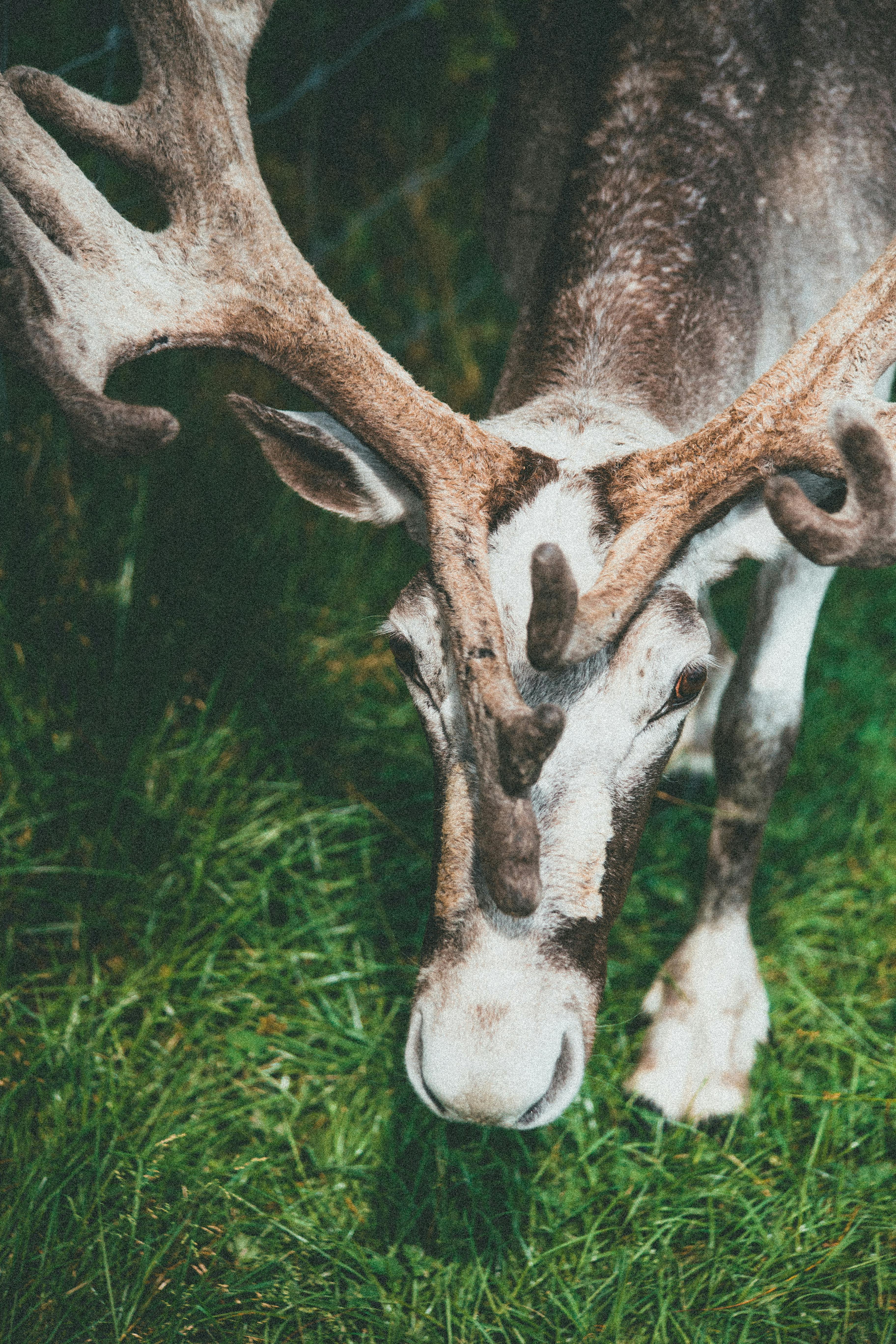 grátis Foto profissional grátis de agricultura, amigo do ambiente, animais selvagens Foto profissional