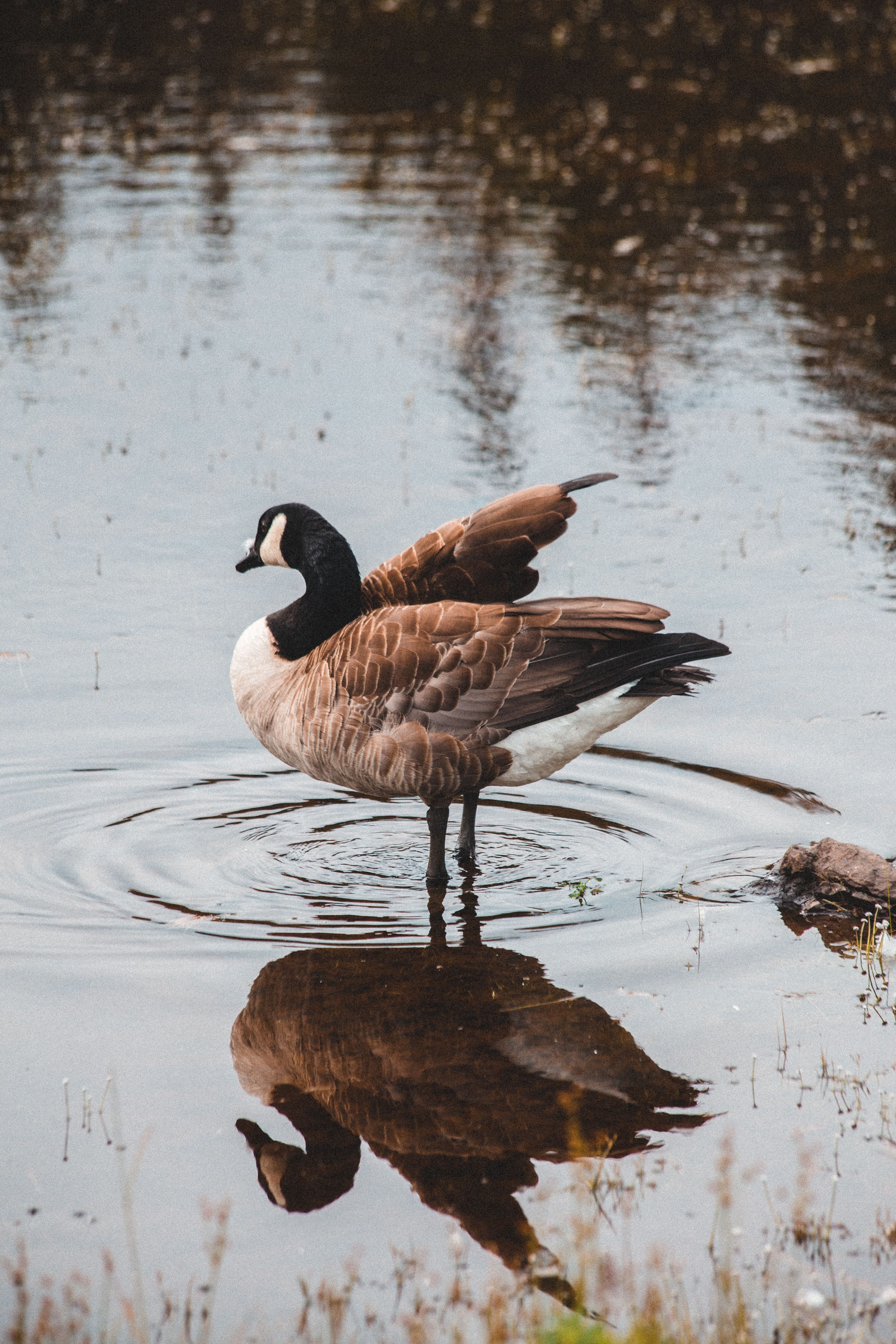 Brown and White Bird on Body of Water · Free Stock Photo
