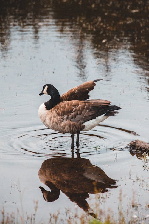 Brown and Black Goose on Water