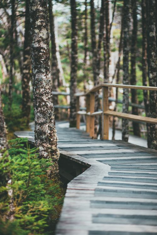 Free A peaceful wooden boardwalk winds through a dense forest, surrounded by lush greenery and tree trunks. Stock Photo