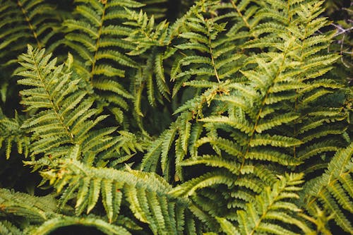 Green Fern Plant in Close Up Shot
