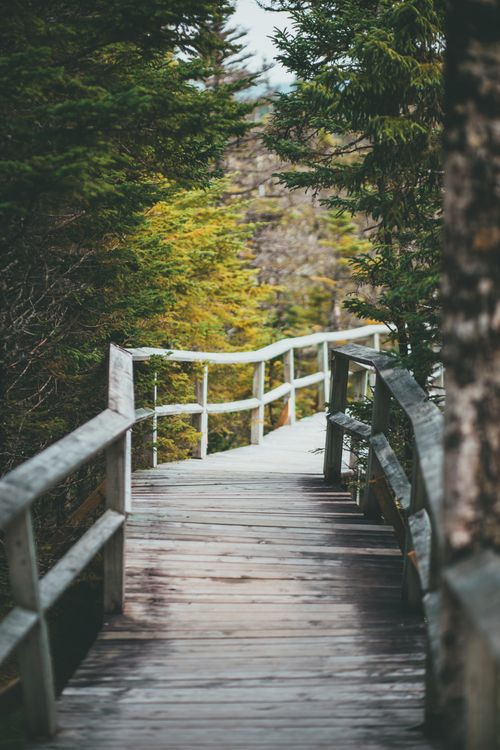 Free Peaceful wooden boardwalk winding through a lush green forest, capturing nature's serenity. Stock Photo