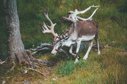 White and Brown Deer on Green Grass