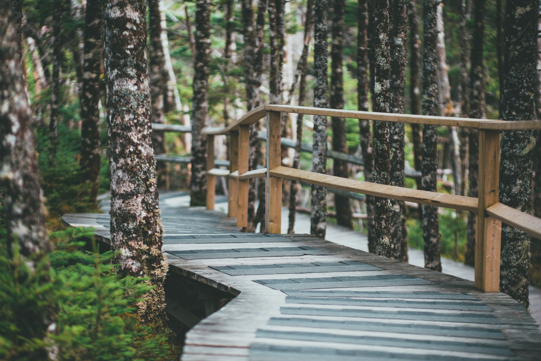 A boardwalk trail with railings winding through Nairobi bushland