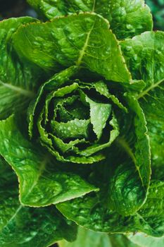 A vibrant close-up shot of fresh green lettuce leaves with water droplets enhancing its texture.
