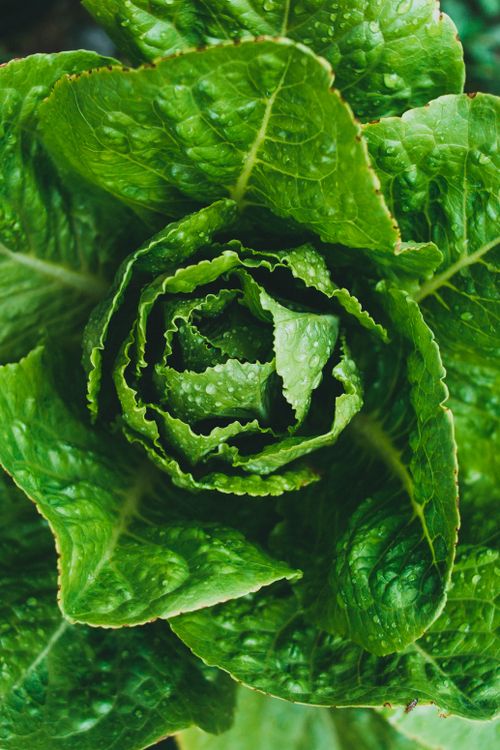Free A vibrant close-up shot of fresh green lettuce leaves with water droplets enhancing its texture. Stock Photo