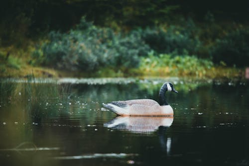Goose Swimming on Water 