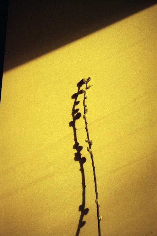 Бесплатное стоковое фото с 35 мм пленка, верба, желтый