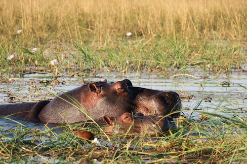Free Brown Hippopotamus on the River Stock Photo
