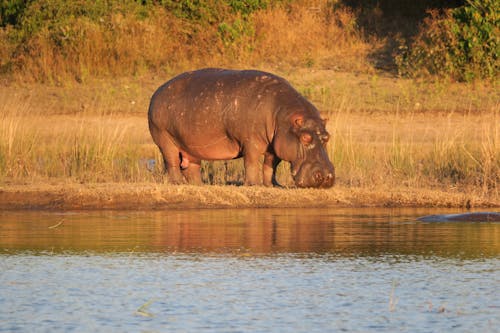 Free stock photo of africa, african wildlife, hippo Stock Photo