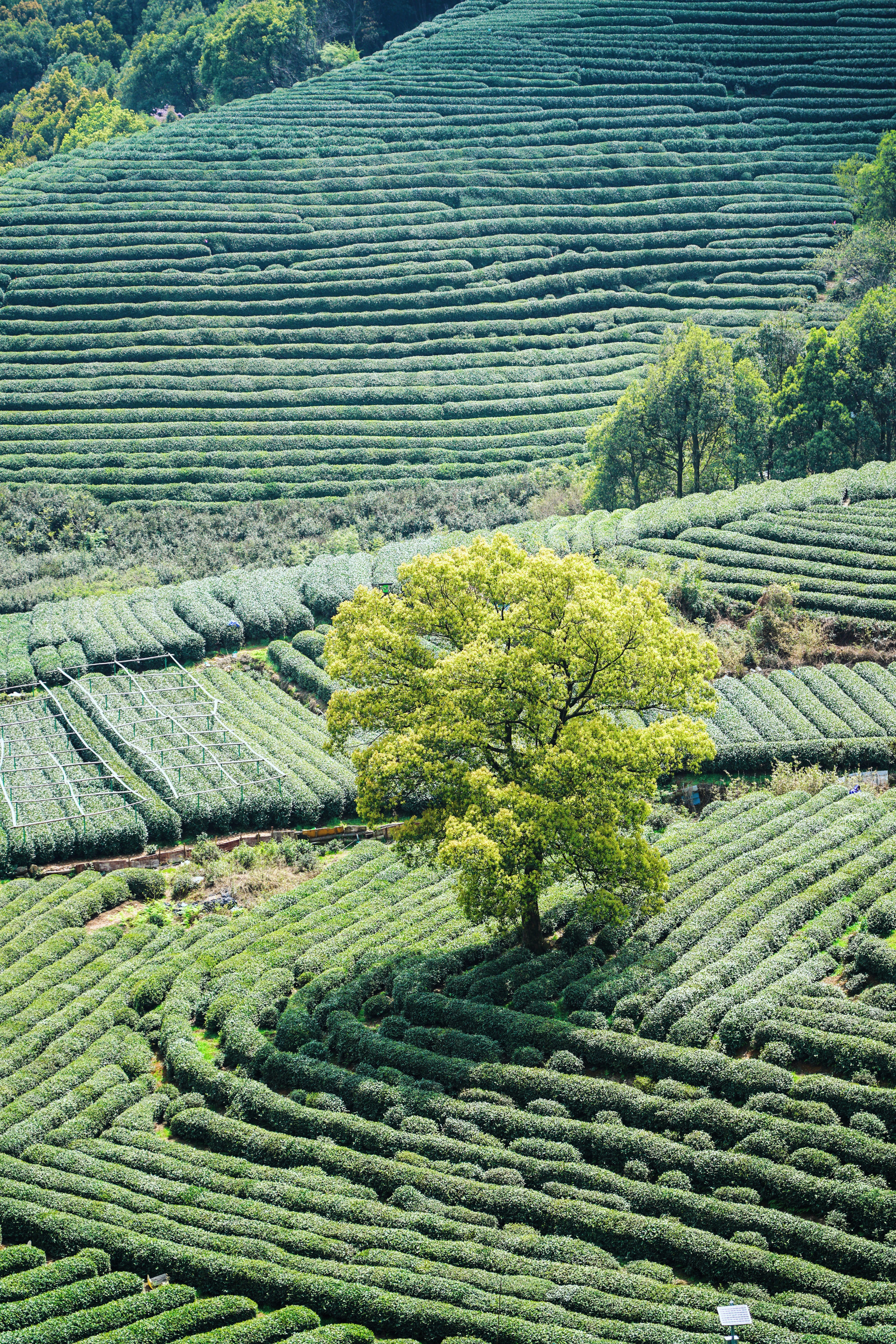 Aerial View of a Cropland · Free Stock Photo
