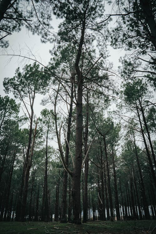 Foto d'estoc gratuïta de arbres, arbres alts, natura
