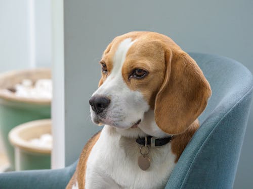 Free Close-Up Shot of Beagle Stock Photo