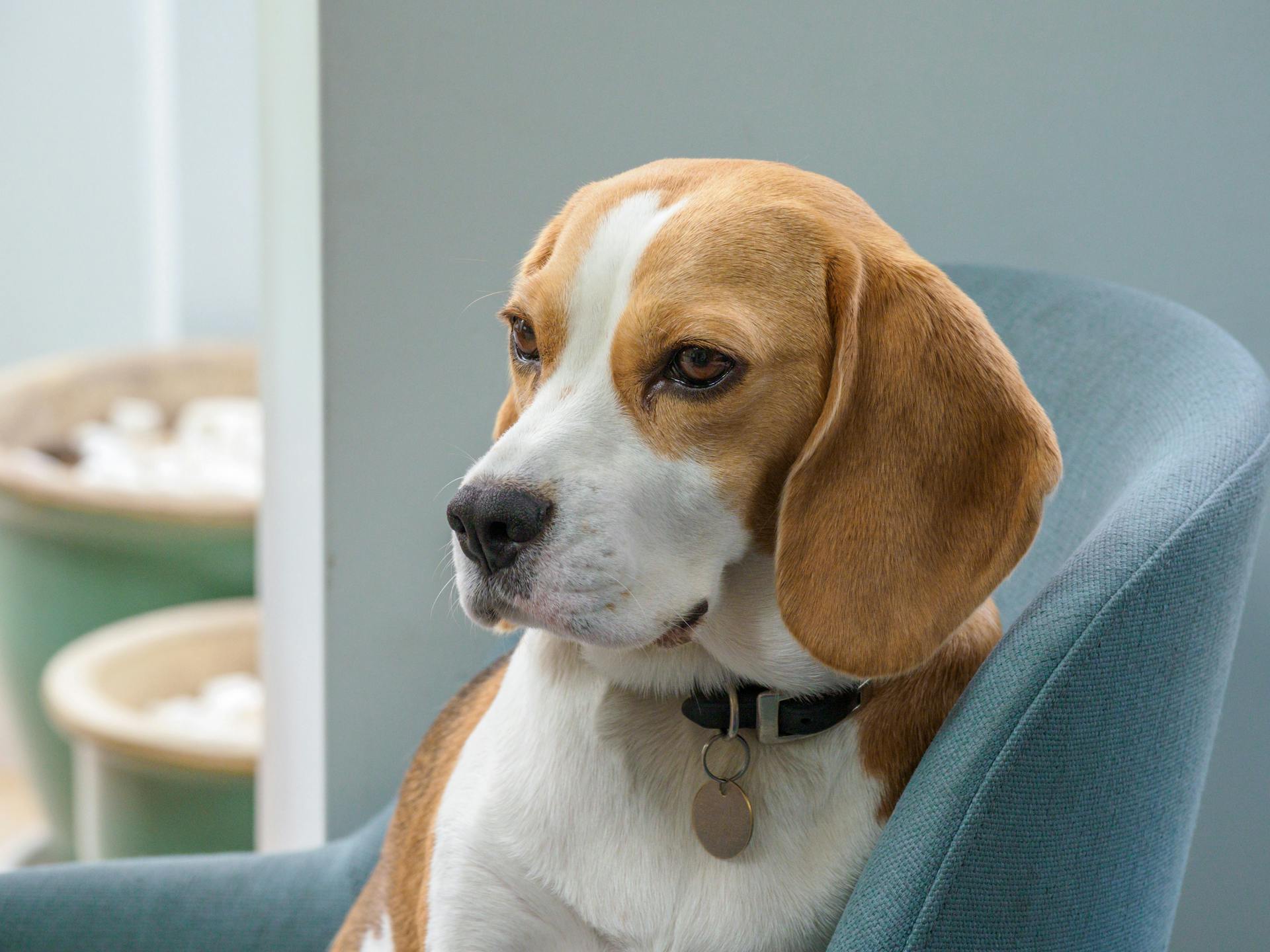 Close-Up Shot of Beagle