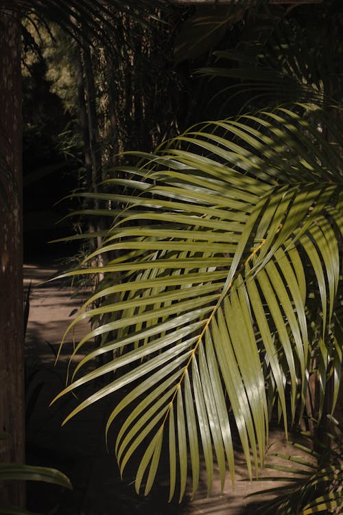 Green Palm Leaves Lit by the Sunlight