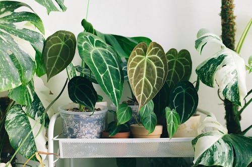 A Green Plants on the Pots