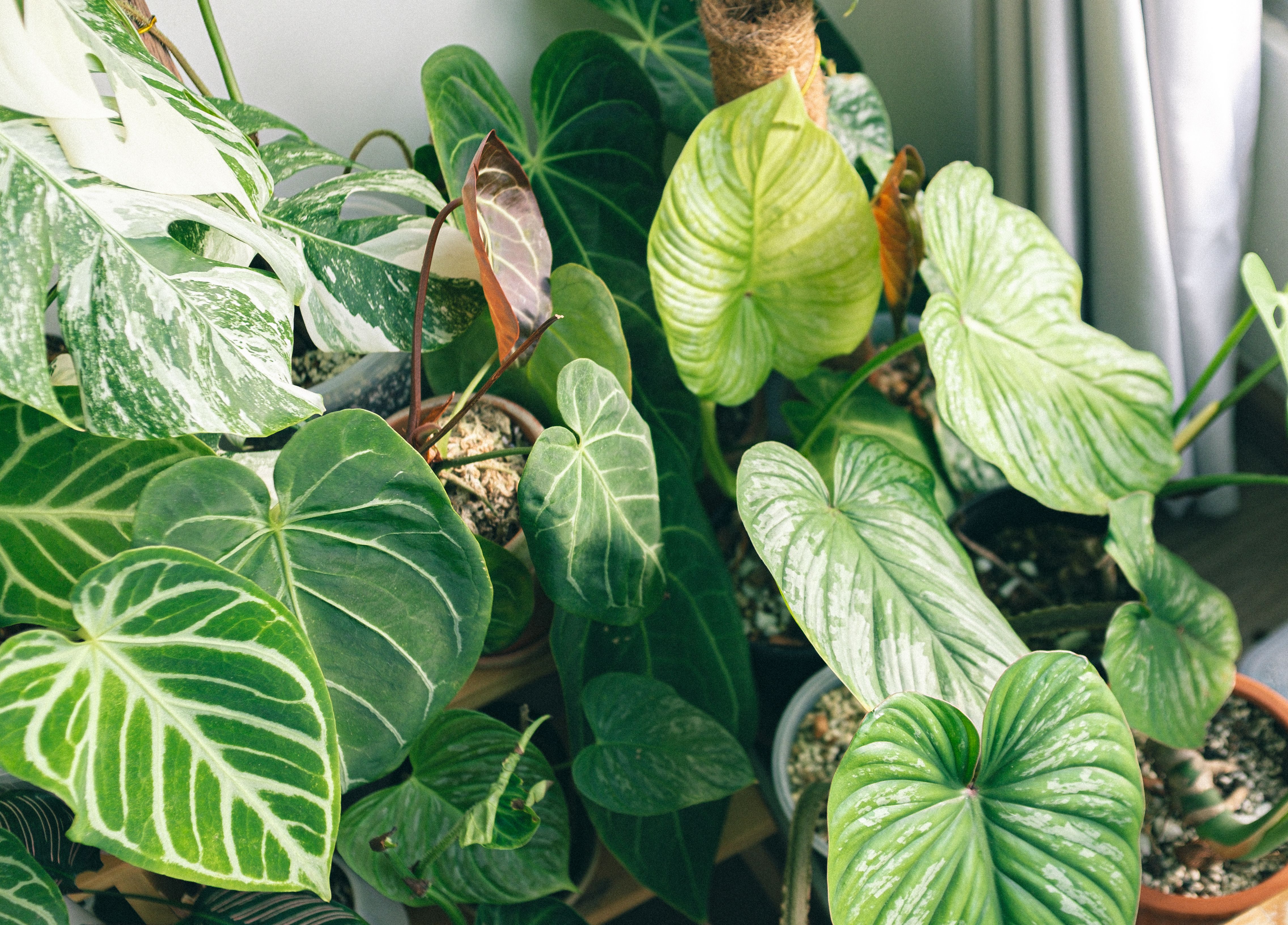 Philodendron Plant in Garden Pots