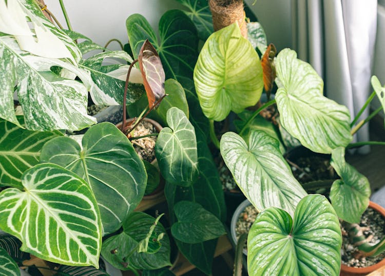 Potted Green Plants 