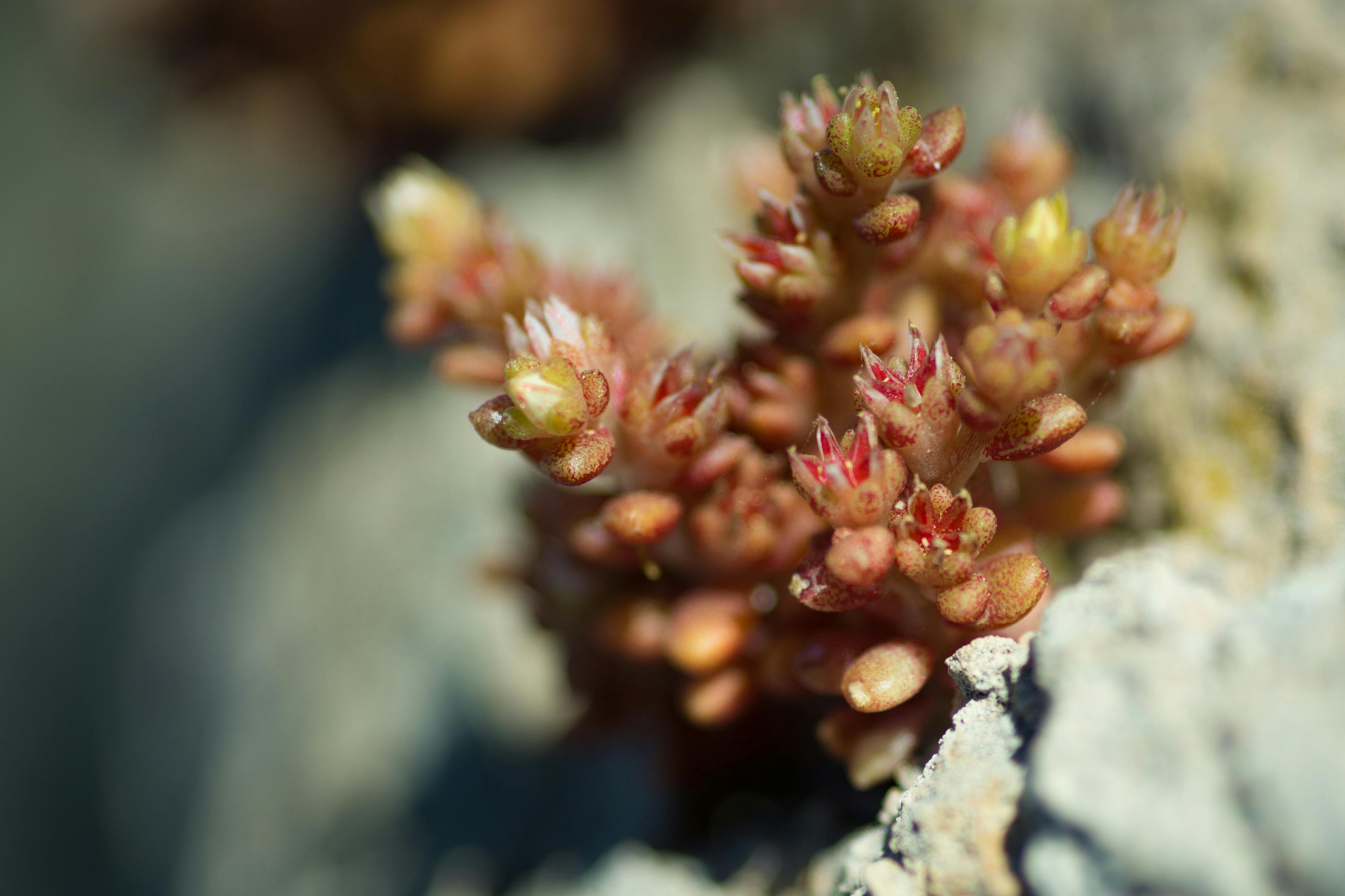 Free stock photo of plant, rock plant, saltwater plant