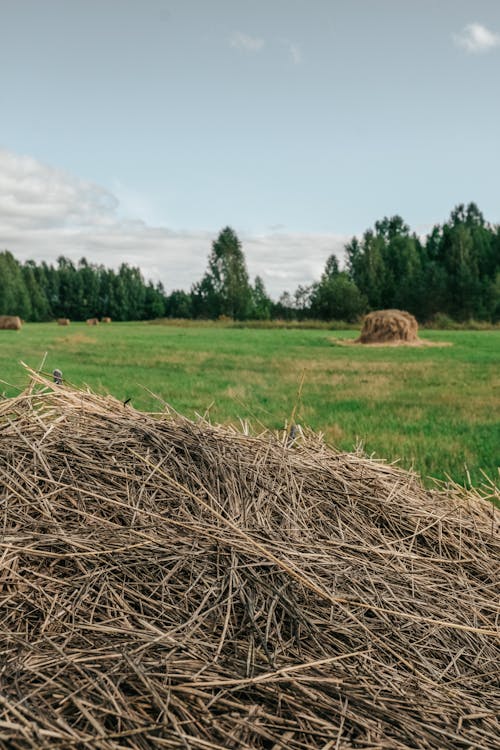 Fotos de stock gratuitas de campo, hierba marrón, paisaje