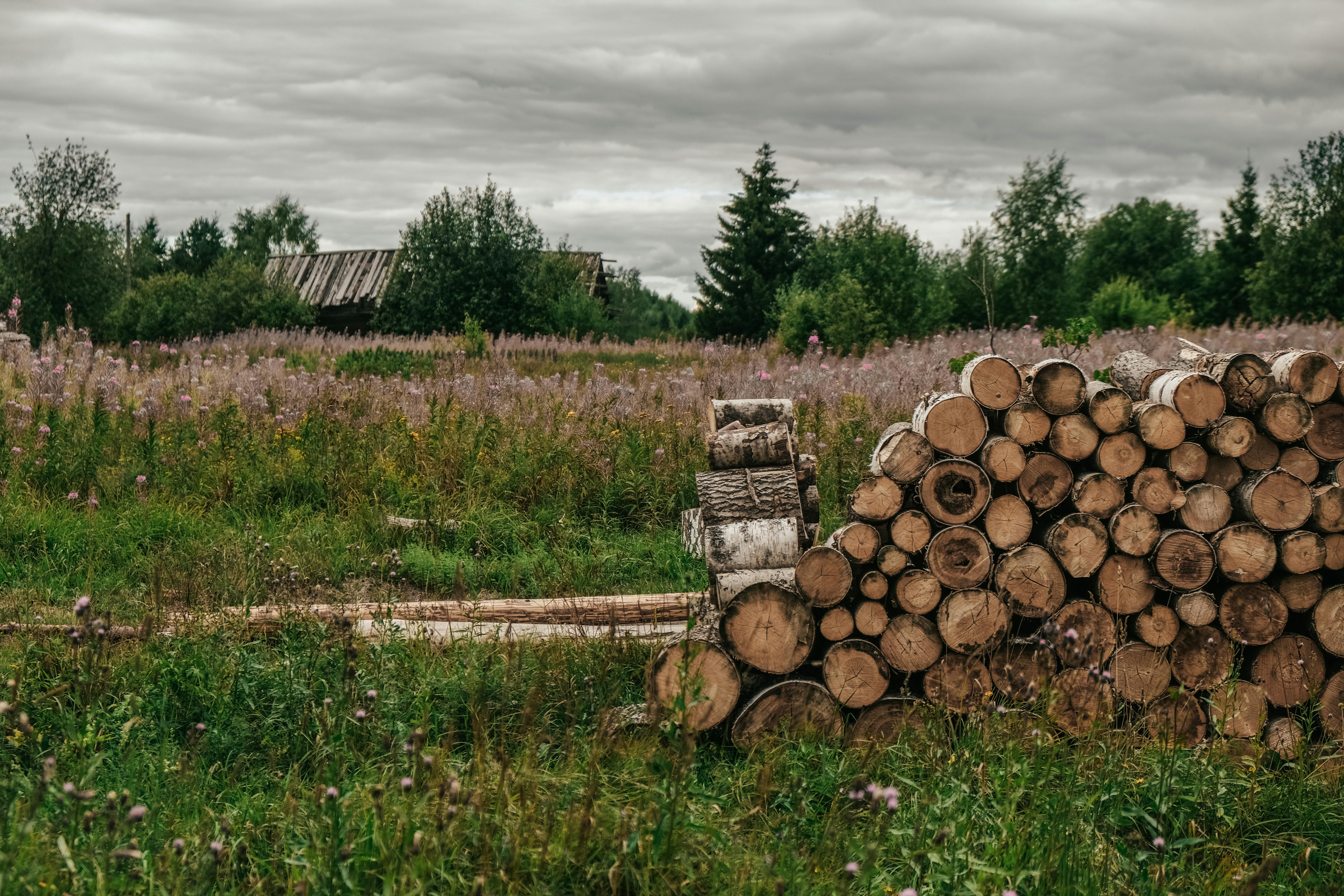 CURSO TRABAJOS EN ALTURA PODA DE ARBOLES ONLINE