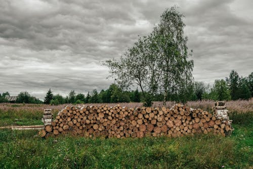 Základová fotografie zdarma na téma dřevěná polena, hromada dřeva, krajina