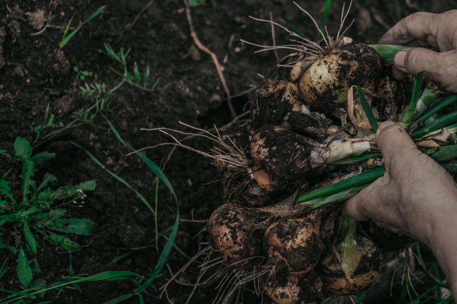 planting green onion bulbs hand