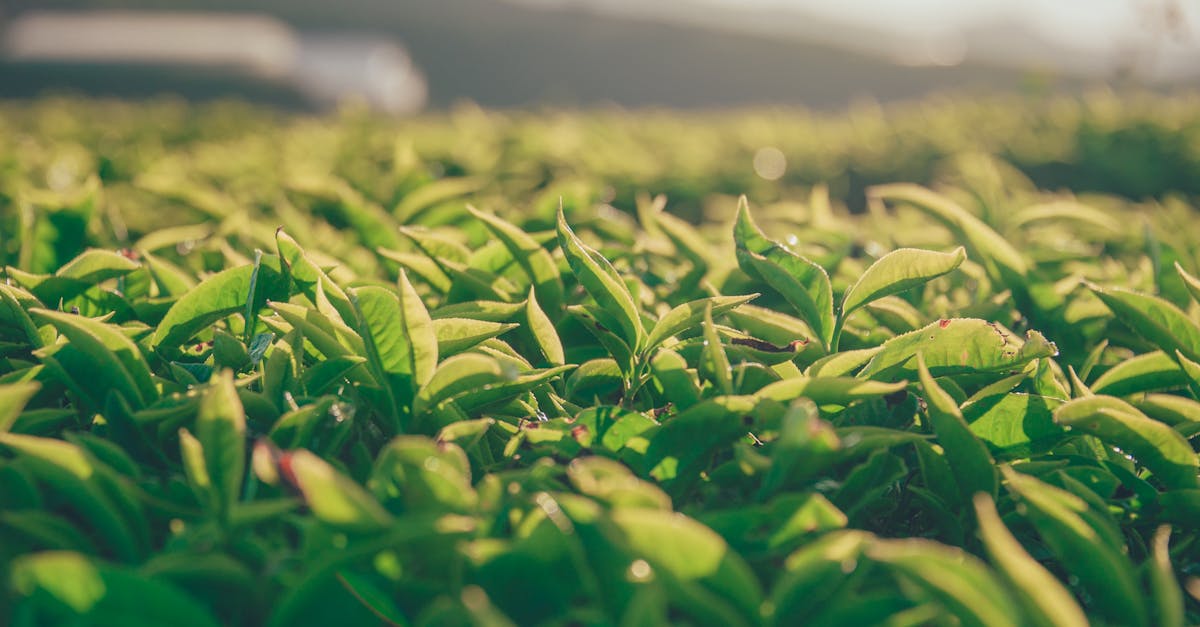 大葉大學攜手推廣台灣茶 拓展國際市場新契機
