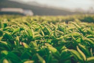 在柔和的日出下，一个充满活力的茶园特写，晨露晶莹